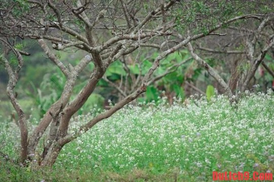 
Mộc Châu mùa hoa cải
