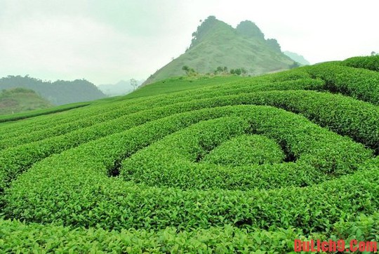 
Tham quan đồi chè trên thị trấn Nông trường Mộc Châu
