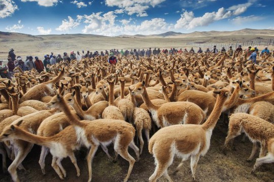 
Cánh đồng lạc đà Vicuna ở miền nam Peru - Ảnh: National Geographic
