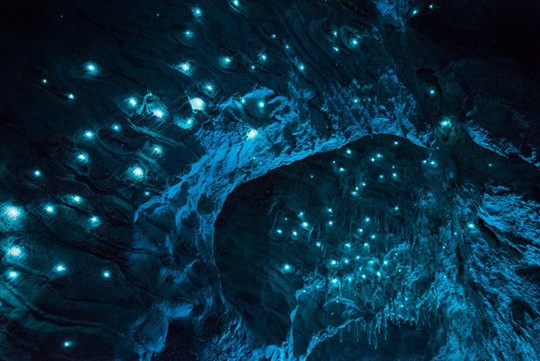 Đom đóm thắp sáng hang động 30 triệu năm tuổi