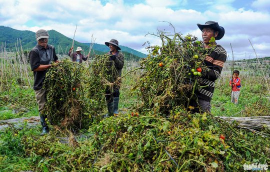 Nông dân xã Ka Đơn phải dỡ bỏ vườn cà chua bị bệnh - Ảnh: Lâm Thiên