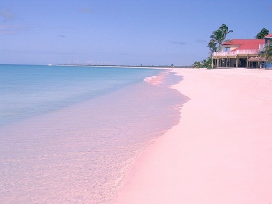 
Bãi biển Pink Sands tại Bahamas. Ảnh: placestoseeinyourlifetime.com
