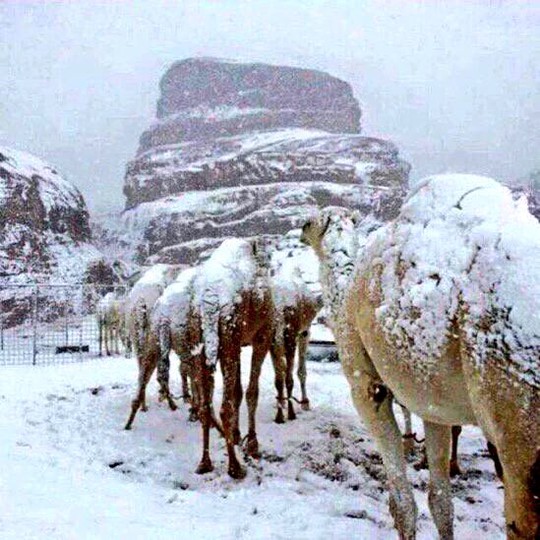 
Tuyết phủ trên lưng lạc đà. Ảnh: Samaa
