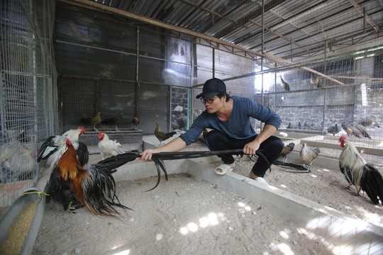
Giống gà đuôi dài Onagadori được người Nhật Bản nuôi để làm cảnh và tham gia trưng bày.
