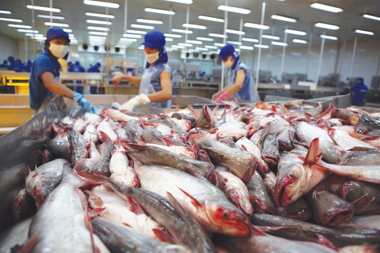 Việt Nam có khoảng 200 doanh nghiệp xuất khẩu cá tra đến 138 thị trường. Ảnh: Sơn Phạm