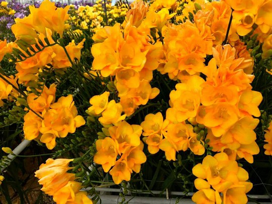 "Vén màn bí mật" trong những nông trang Hà Lan
