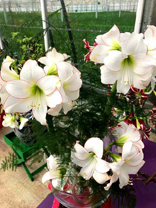 "Vén màn bí mật" trong những nông trang Hà Lan