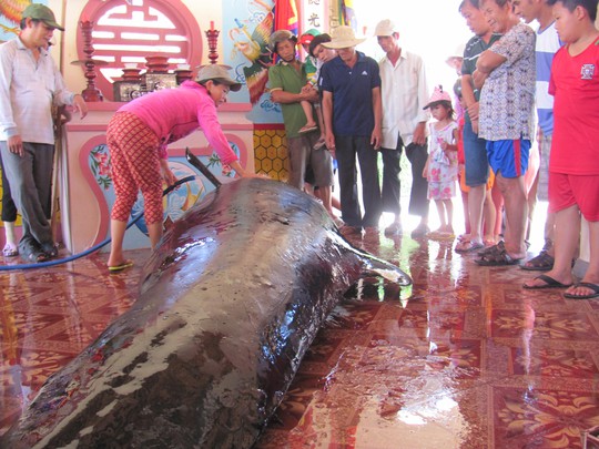 Cá voi mang thai, nặng 1 tấn lụy bờ - Ảnh 1.