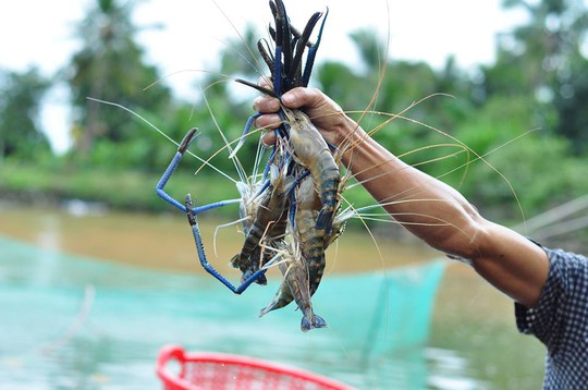 Sản phẩm tôm trên núi