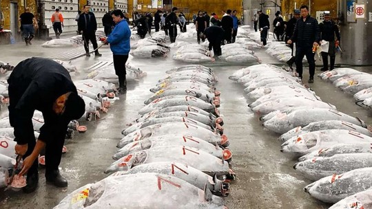 Cá ngừ trong một phiên đấu giá tại chợ cá Tsukiji. Ảnh: THE GUARDIAN