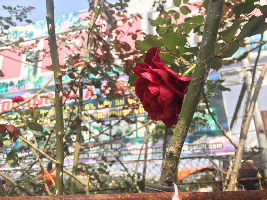 Bông hoa hồng cổ to và đỏ mượt như nhung