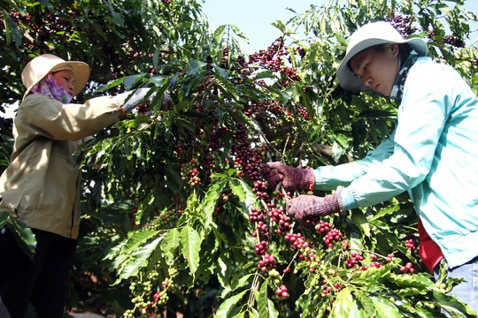 Cà phê Việt yếu từ tổ chức sản xuất đến chế biến - Ảnh 4.