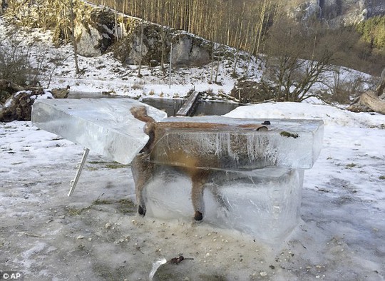 
Con cáo bị đóng băng chết sau khi rơi xuống sông Danube. Ảnh: AP
