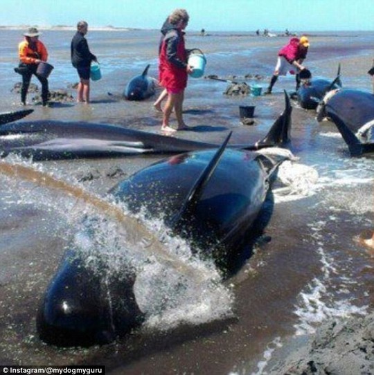 
Lực lượng cứu hộ chỉ có thế cứu sống được khoảng 100 con cá voi. Ảnh: Instagram
