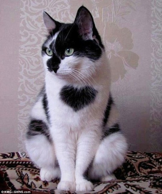 Tommy Tucker, chú mèo với khoảng lông hình trái tim trước ngực. Ảnh: KMG