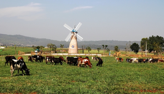 
Trang trại bò sữa Organic đạt chuẩn châu Âu đầu tiên ở Việt Nam tại Đà Lạt.
