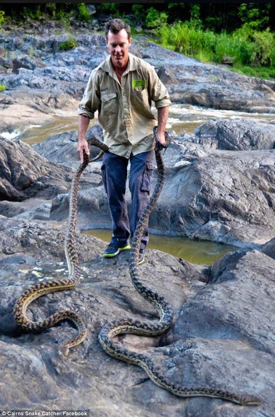 Sau bão lũ, dân Úc vất vả đối phó với rắn. Ảnh: FACEBOOK