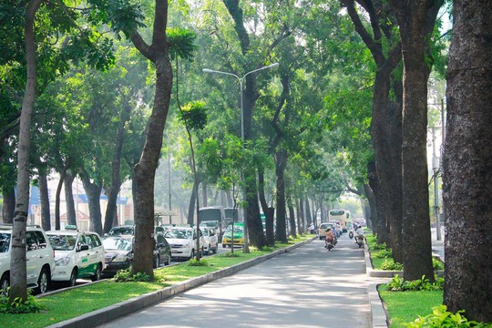 Hàng cổ thụ trên đường Tôn Đức Thắng, quận 1, TP HCM Ảnh: HOÀNG TRIỀU