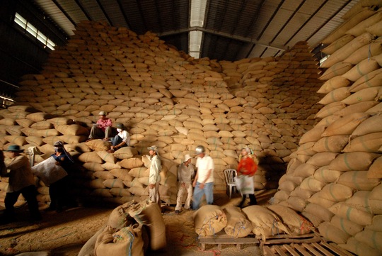 
Quy định về doanh nghiệp đủ điều kiện xuất khẩu gạo của Bộ Công Thương bị bãi bỏ do chỉ làm lợi cho số ít doanh nghiệp Ảnh: NGỌC TRINH
