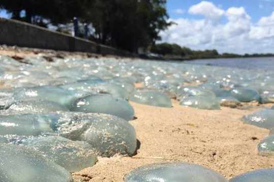 
Hàng ngàn con sứa bị sóng đánh trôi dạt vào bờ ở Úc. Ảnh: BBC
