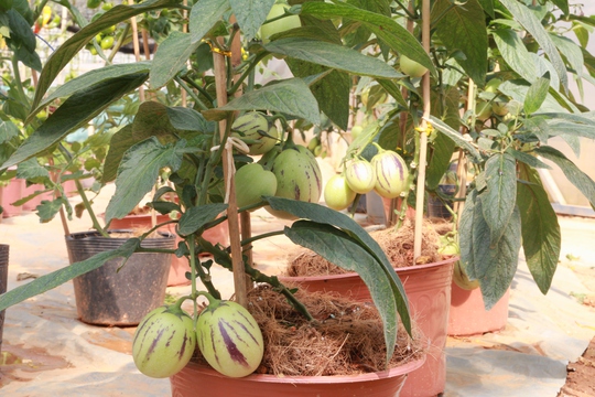 Hoa kiểng Tết Đà Lạt nhộn nhịp ra phố