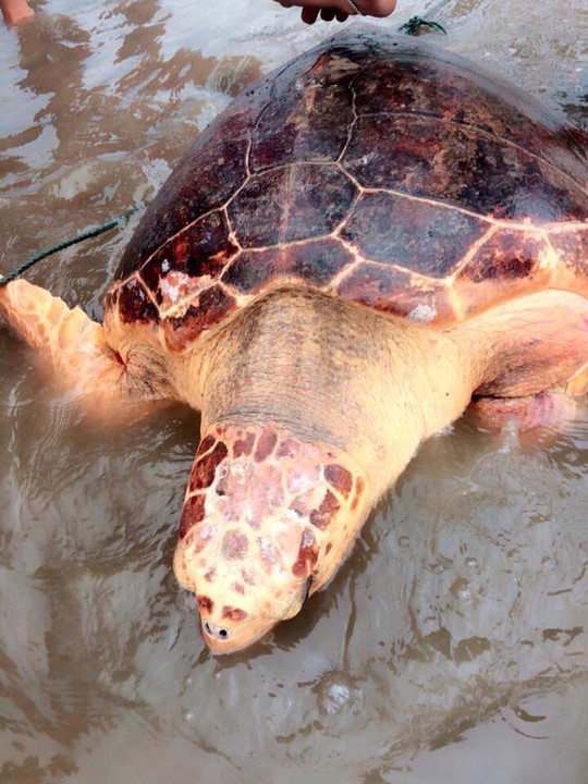 Thả rùa biển quý hiếm nặng 70 kg về môi trường tự nhiên - Ảnh 1.