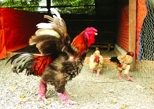 
Những chú gà Đông Tảo thuần chủng của bà Đinh Thị Kiều Hoa
