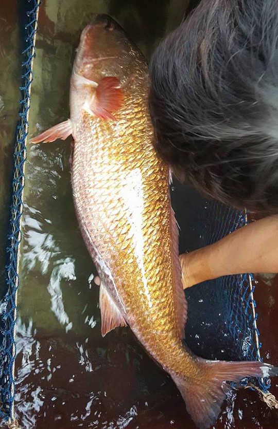 
Nhiều người dân cho rằng con cá anh Sử bắt được là cá sủ vàng.
