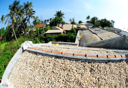 Theo lãnh đạo huyện Lý Sơn, trung bình mỗi năm nông dân đảo này trồng hơn 310 ha tỏi, sản lượng hơn 2.000 tấn, doanh thu hơn 100 tỉ đồng.