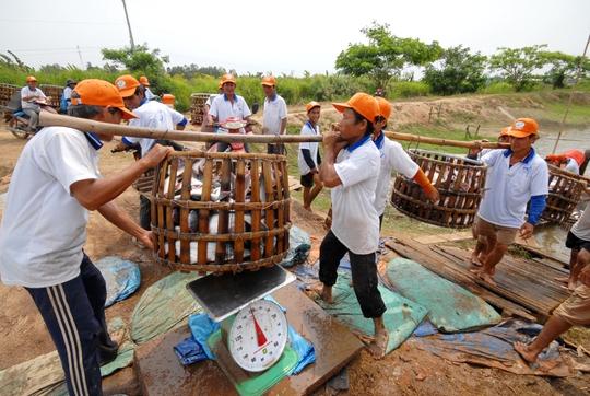 Những hình ảnh đẹp về cá tra từ ao nuôi đến nhà máy - Ảnh 8.