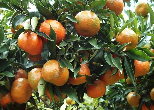 8 loại cam ngon nhất Việt Nam
