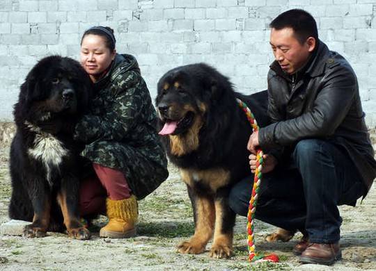 Thảm cảnh của chó ngao Tây Tạng - Ảnh 5.