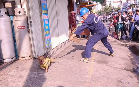 Chủ ngơ ngác nhìn chó thả rông bị bắt - Ảnh 1.