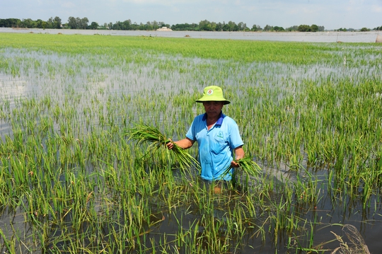 ĐBSCL: Thích ứng để phát triển bền vững - Ảnh 1.