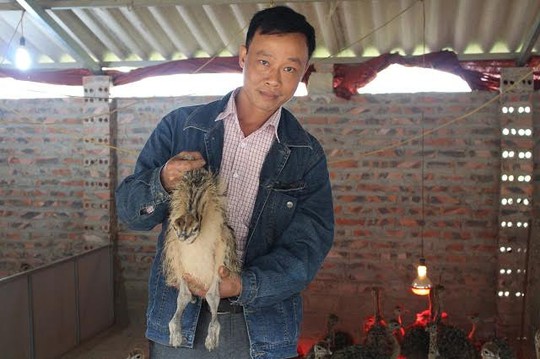 Làm giàu nhờ… đà điểu