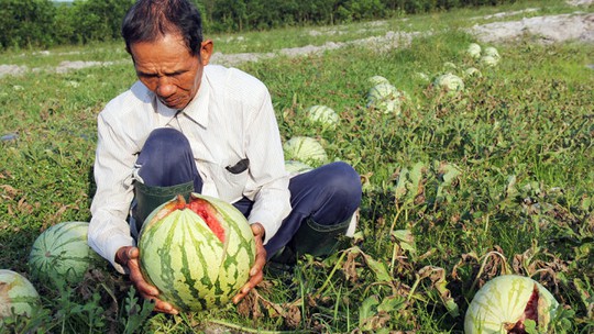 Ông Ấn với 3ha dưa của mình đang bỏ ngoài đồng kệ nắng mưa - Ảnh: Trần Mai