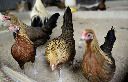 Đặc biệt phải thường xuyên vệ sinh lông đuôi cho gà, vuốt chúng thẳng để luôn được đẹp và sạch sẽ.