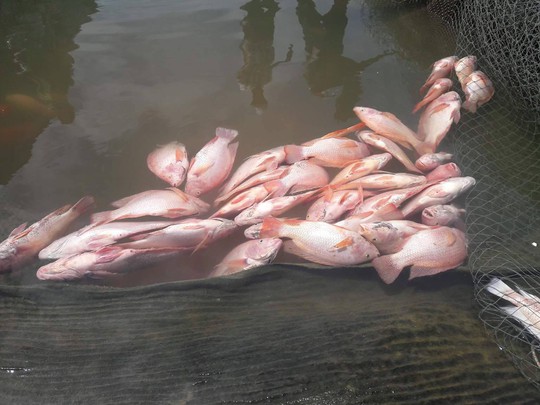 Đà Nẵng: Hơn 20 tấn cá nuôi chết hàng loạt chưa rõ nguyên nhân - Ảnh 3.