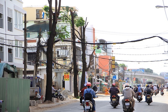 Chuyện gì xảy ra với 23 cây xanh ở đường Phạm Ngũ Lão? - Ảnh 2.