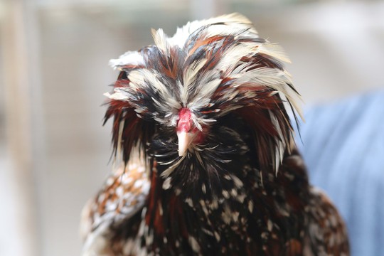 
Gà Ba Lan với bộ lông xù trên đầu mới vào Việt Nam mấy năm gần đây khá thích nghi với khí hậu nước ta và được xem là giống gà cảnh rất được ưa chuộng.
