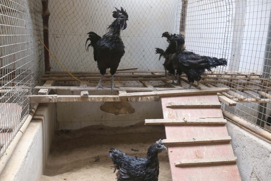 
Gà đen mặt quỷ được nhập từ Indonesia về nuôi. Vẻ độc lạ của loại gà này là đen toàn tập, từ từ bên ngoài cho đến bên trong thậm chí tất cả nội tạng và máu cũng đen.
