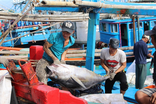 
Ngư dân đem cá lên bờ để bán
