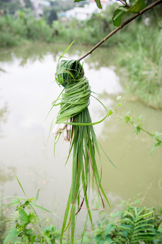 
Lá sả
