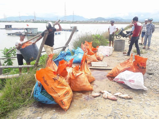 Đà Nẵng: Hơn 20 tấn cá nuôi chết hàng loạt chưa rõ nguyên nhân - Ảnh 4.