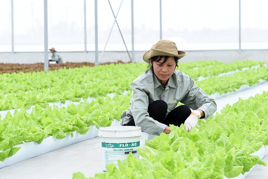 
Trên khu đất sản xuất với diện tích gần 130 ha, VinEco Hà Nam sẽ triển khai khoảng 15 sản phẩm chủ lực phục vụ thị trường trong nước và xuất khẩu
