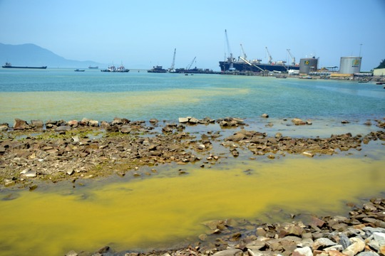
Loài tảo xuất hiện với mật độ lớn khiến nước chuyển màu vàng
