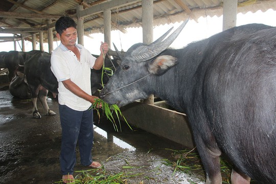 
Ông Ngự chăm sóc trâu. ẢNH: NGUYÊN ĐẠT
