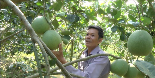 Trồng bưởi da xanh xây được biệt phủ - Ảnh 1. Trồng bưởi da xanh xây được biệt phủ - Ảnh 1.
