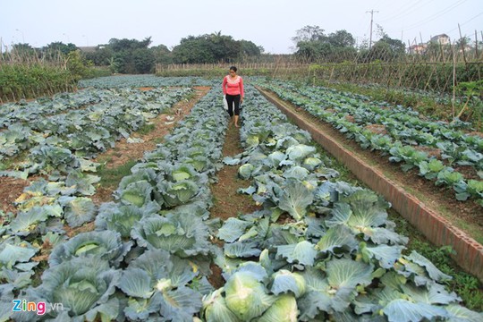 Mùa đông ấm khiến năng suất vườn bắp cải nhà chị Phương cao hơn hẳn các năm trước. Ảnh: Hiếu Công.