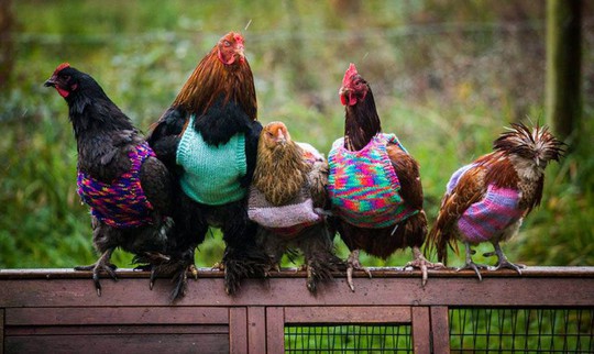 Một phụ nữ ở Anh đã đan những chiếc áo len tí hon để giữ ấm cho đàn gà của mình trong mùa đông. Ảnh: SWNS